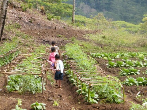 Timor Leste Crops